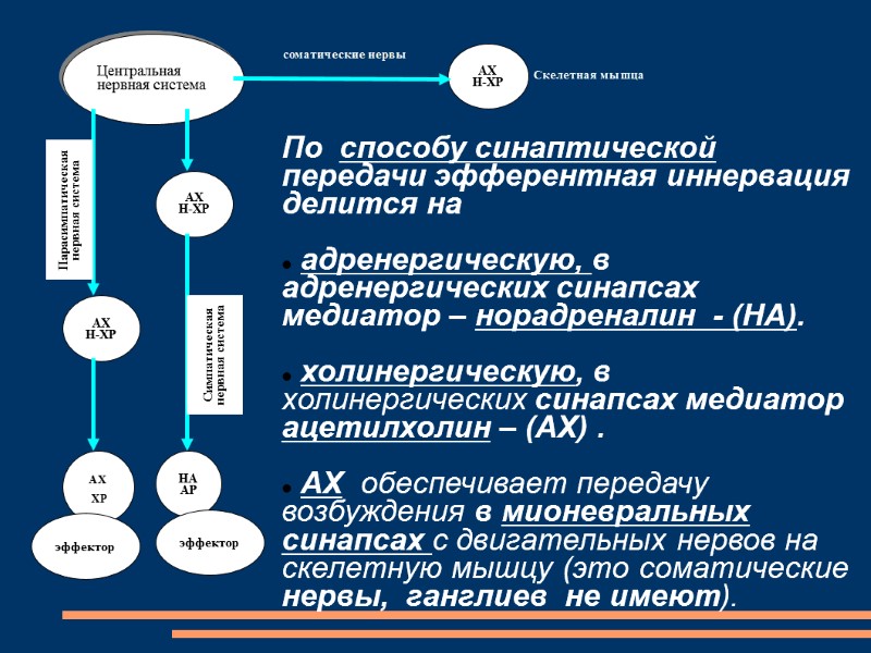 Парасимпатическая нервная система Симпатическая нервная система  По  способу синаптической передачи эфферентная иннервация